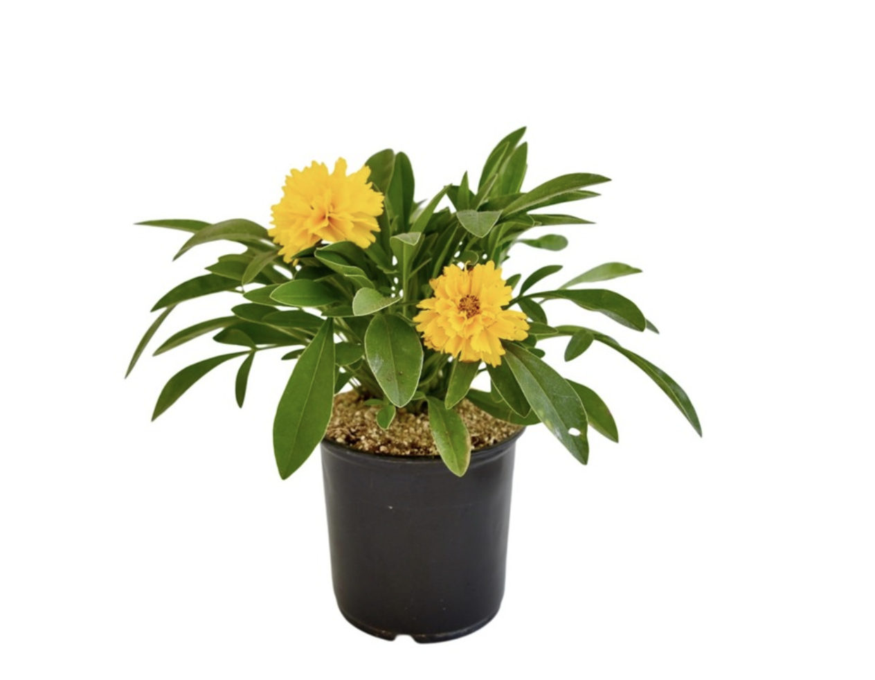 Plant Colour Pot Selection (120mm)