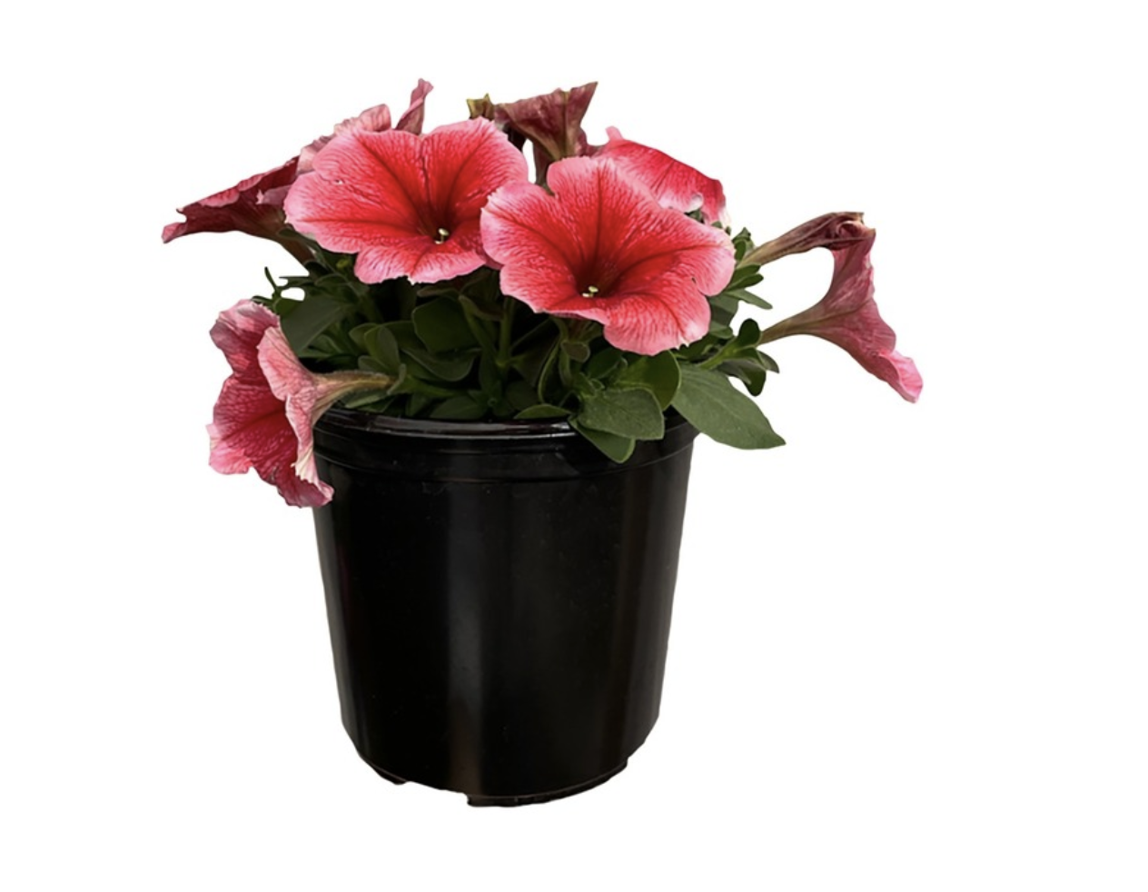 Petunia Pot Plant (120 x 120 x 150mm)
